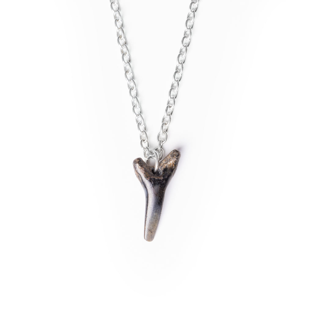 Close up of a shark tooth pendant hanging on silver jump ring, on alloy silver chain. Necklace sits on solid white background. 