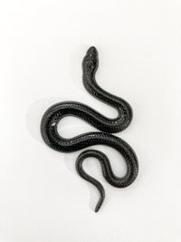 Snake Resin Earrings